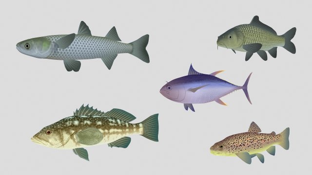 fish collection 05 ar-vr 3D Model .c4d .max .obj .3ds .fbx .stl .blend 