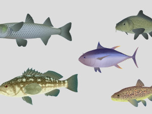 fish collection 05 ar-vr 3D Модель