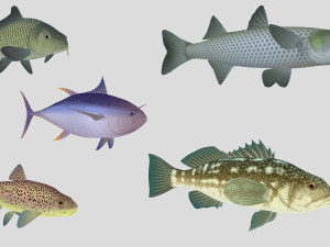 fish collection 05 ar-vr 3D Model