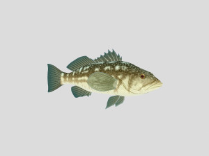 fish collection 05 ar-vr 3D Model