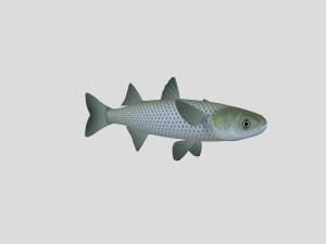 fish collection 05 ar-vr 3D Model