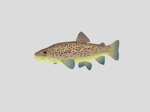 fish collection 05 ar-vr 3D Model