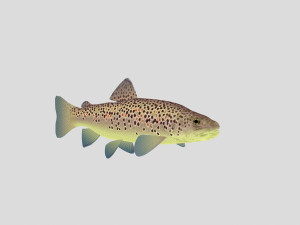 fish collection 05 ar-vr 3D Model