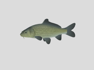 fish collection 05 ar-vr 3D Model