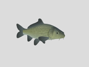 fish collection 05 ar-vr 3D Model