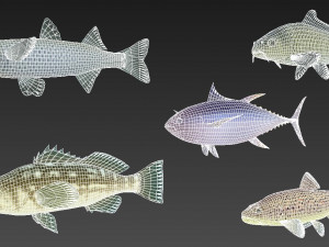 fish collection 05 ar-vr 3D Model