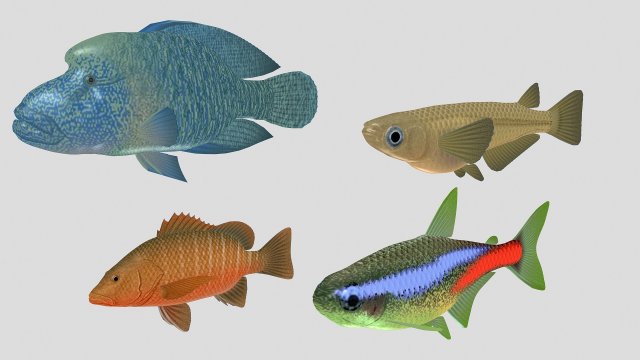 fish collection 07 ar-vr Model 3D .c4d .max .obj .3ds .fbx .stl .blend 
