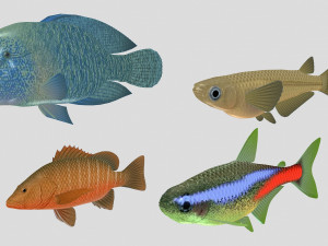 fish collection 07 ar-vr 3D मॉडल