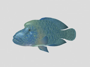 fish collection 07 ar-vr Model 3D
