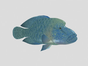 fish collection 07 ar-vr Model 3D