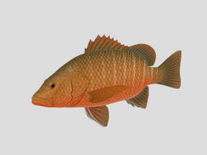 fish collection 07 ar-vr Model 3D