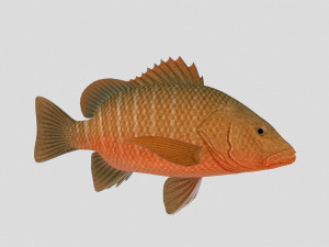fish collection 07 ar-vr Model 3D