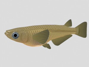 fish collection 07 ar-vr Model 3D