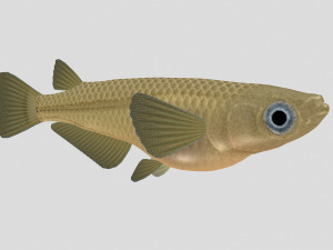 fish collection 07 ar-vr Model 3D