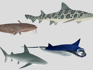 fish collection 06 ar-vr Model 3D
