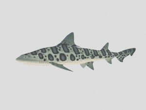 fish collection 06 ar-vr Model 3D