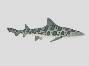 fish collection 06 ar-vr Model 3D