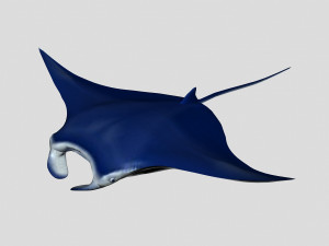 fish collection 06 ar-vr Model 3D