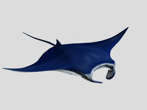fish collection 06 ar-vr Model 3D