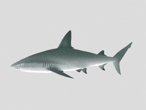fish collection 06 ar-vr Model 3D