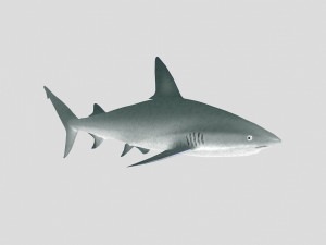 fish collection 06 ar-vr Model 3D