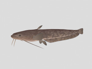 fish collection 06 ar-vr Model 3D
