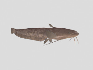 fish collection 06 ar-vr Model 3D
