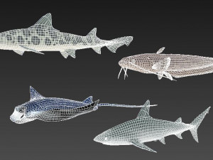 fish collection 06 ar-vr Model 3D