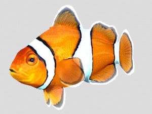 clownfish tropical fish ar-vr 3D Модель