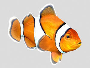 clownfish tropical fish ar-vr 3Dモデル