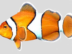 clownfish tropical fish ar-vr 3D Model