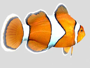 clownfish tropical fish ar-vr 3D Model