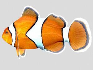 clownfish tropical fish ar-vr 3Dモデル