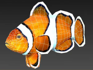 clownfish tropical fish ar-vr 3D Model