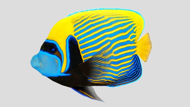 emperor angel fish ar-vr 3D Model .c4d .max .obj .3ds .fbx .stl .blend 