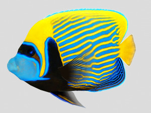 emperor angel fish ar-vr 3D Model