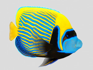 emperor angel fish ar-vr 3D Model