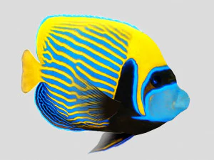 emperor angel fish ar-vr 3D Model