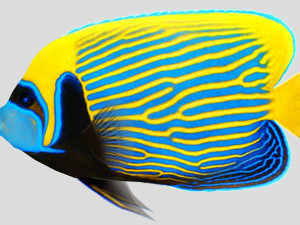 emperor angel fish ar-vr 3D Model
