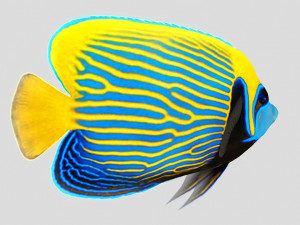emperor angel fish ar-vr 3D Model