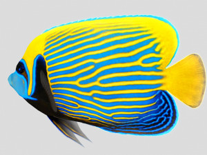 emperor angel fish ar-vr 3D Model