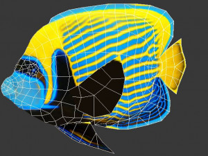 emperor angel fish ar-vr 3D Model