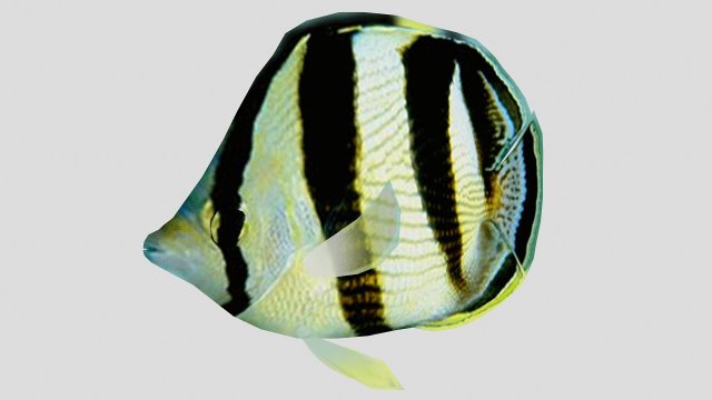 banded butterfly fish ar-vr 3D 模型 .c4d .max .obj .3ds .fbx .stl .blend