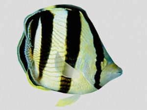 banded butterfly fish ar-vr 3D 模型