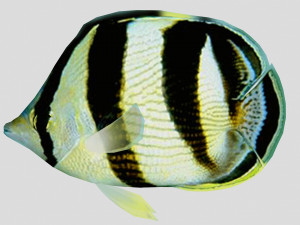 banded butterfly fish ar-vr 3D 模型