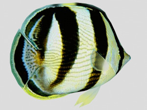 banded butterfly fish ar-vr 3D 模型