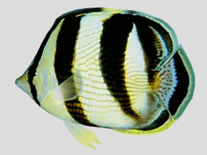banded butterfly fish ar-vr 3D 模型