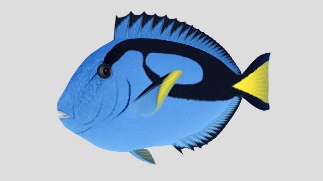 blue tang tropical fish ar-vr Modelo 3D .c4d .max .obj .3ds .fbx .stl .blend 