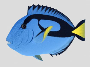 Blauer Tang tropischer Fisch AR-VR 3D Modell