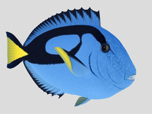 blue tang tropical fish ar-vr Modelo 3D